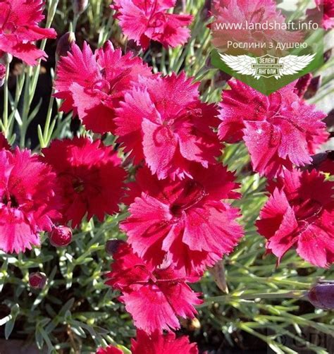 Dianthus Gratianopolitanus Badenia