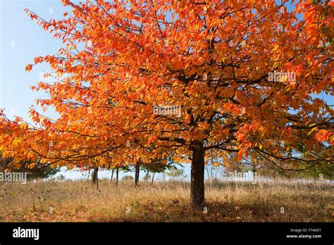 Prunus Avium Autumn Fotos Und Bildmaterial In Hoher Aufl Sung Alamy