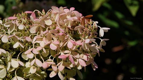 Darley Park Hydrangea Paniculata Magical Candle 2 Flickr