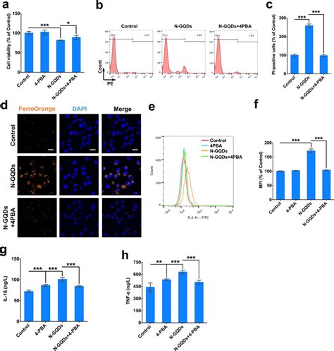 N Gqds Caused Er Stress Triggered Iron Overload Lipid Peroxidation And Download Scientific