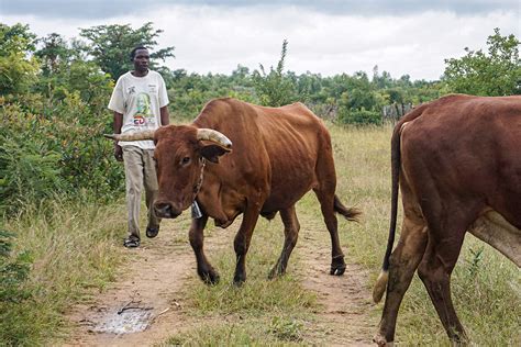 Tick Borne Disease Ravages Livestock Poultry And Livestock Review Africa