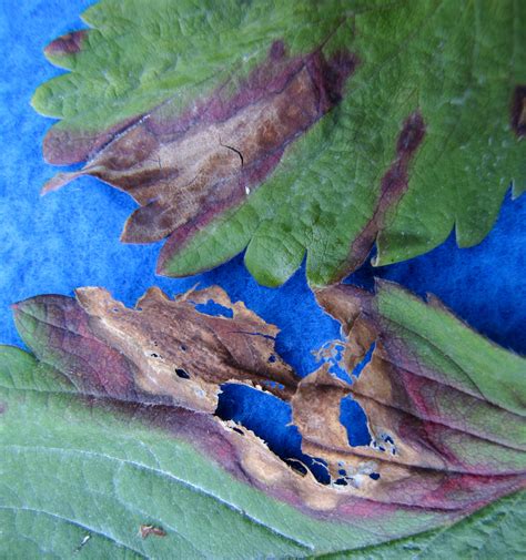 Phomopsis Leaf Blight Of Strawberry Vegetable Pathology Long Island