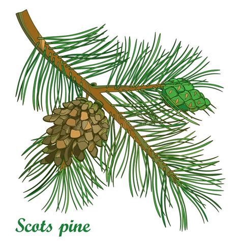 Vector Branch Of Outline Scots Pine Or Pinus Sylvestris Tree Bunch