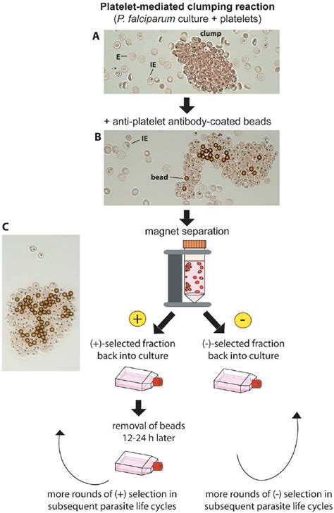 Schematic Diagram Of Positive And Negative Selection For P Falciparum Download Scientific