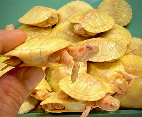 Albino Red Eared Sliders For Sale The Turtle Source