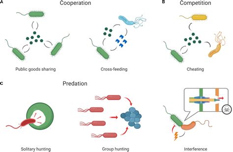 Frontiers Cooperation And Conflict Within The Microbiota And Their