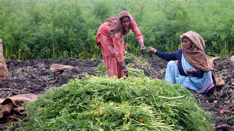 Qanda Women In Rural India Are Natures Guardians International Institute For Environment And