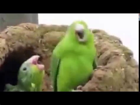 Dancing Parrots FUNNY VIDEO - YouTube