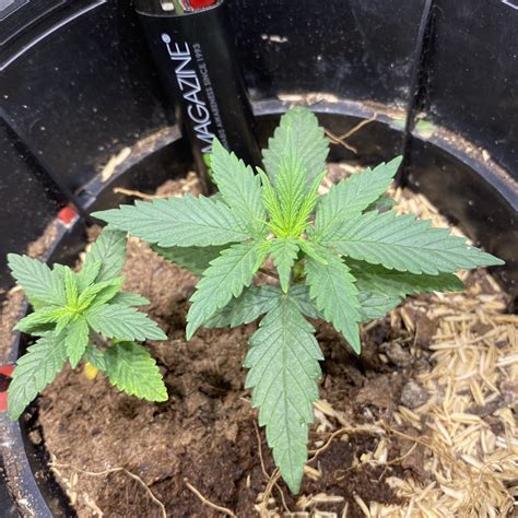 KelticBlue's 2017: Soil, Ace Seeds Pure Pakistan Chitral Kush x Kali