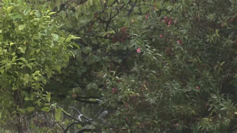 Aviso De Nivel Rojo Por Lluvia En C Rdoba Y Sevilla Y Naranja En Resto