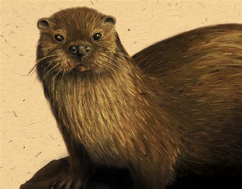 Nutria Lontra Longicaudis Behance