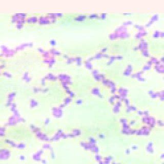 Methylene blue staining. | Download Scientific Diagram