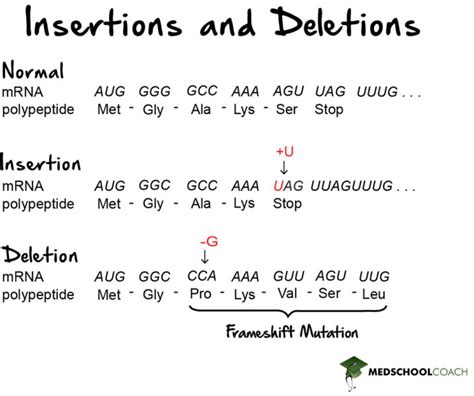 Mutations Mcat Biology Medschoolcoach