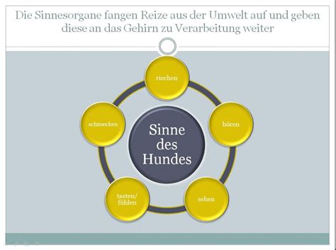 Sinne Des Hundes Willenskraft Hundeschule