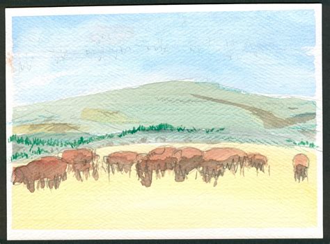 THE AARDVARK FARMS: Bison Herd Watercolor Sketch