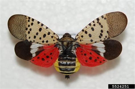 Spotted Lanternfly 101 U S National Park Service