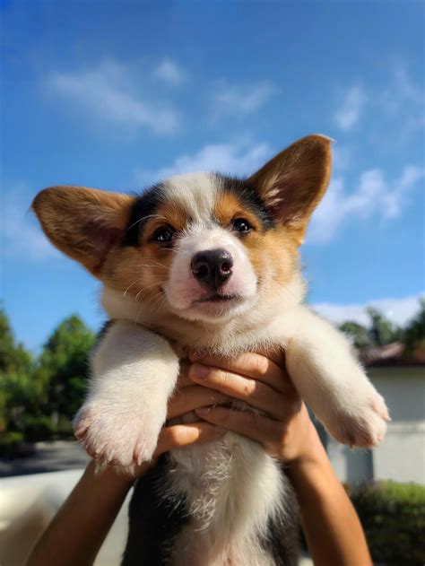 Kylo, the corgi king! : r/BabyCorgis