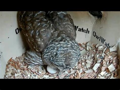 Owlwatch Barred Owls Floryda Youtube