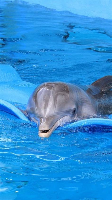 Mammals Dolphins - Dogs And Cats Wallpaper