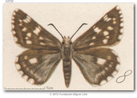 Pyrgus b. bocchoris (illustrations)