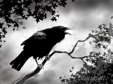 Pin By Lea Anna Campbell On Magical Ravens Crows Raven Art Crow