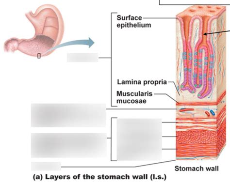 Annotated Diagram Gastric Glands Diagram Quizlet