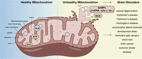 Mitochondrial Quality Control In The Brain The Physiological And