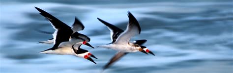 Black Skimmer | Flying Bird | Nature Photography