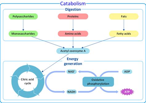 Biology Solution