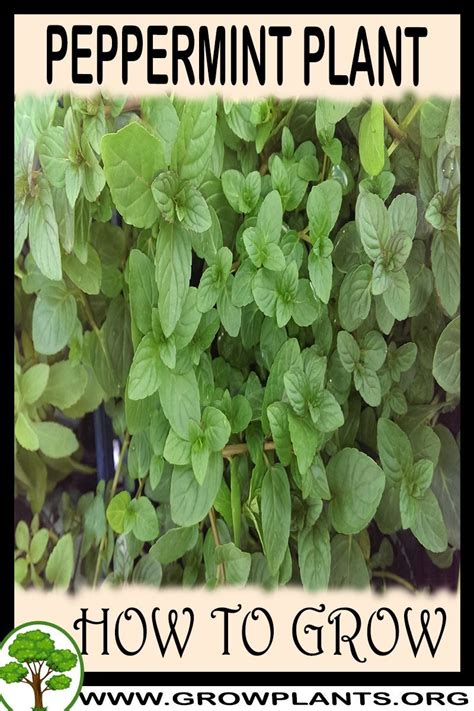 How to grow Peppermint plant | Peppermint plants, Mint plants, Easy ...