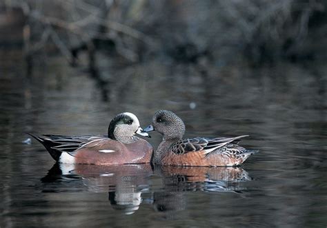 American wigeon — Ducks Unlimited Canada