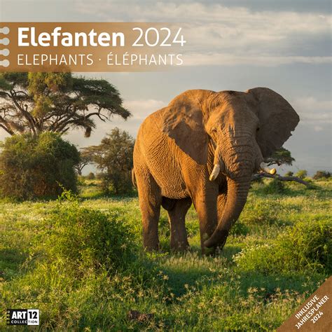 Elefanten Kalender 2024 Gipsy Kaitlin