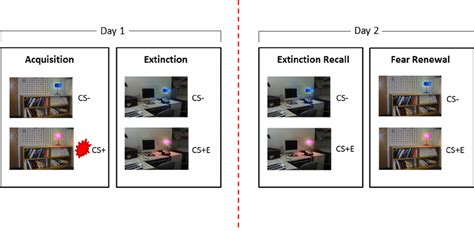 Fear Conditioning Extinction Extinction Recall And Renewal Fear Download Scientific Diagram