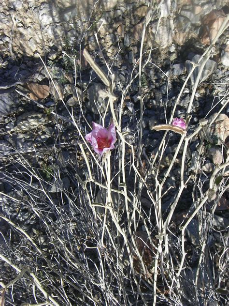 Hibiscus Denudatus King Canyon Trail Saguaro National Par Flickr