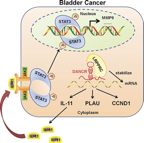 Mp Long Noncoding Rna Dancr Facilitates Metastasis And