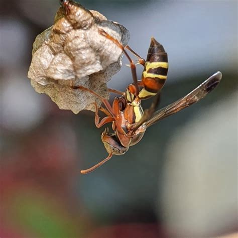 Tropical Paper Wasp (Polistes stigma) · iNaturalist