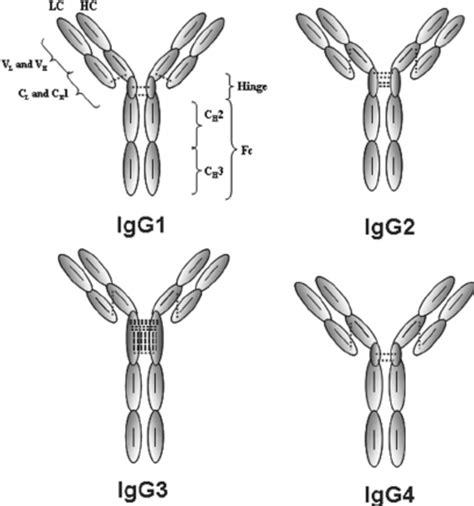 Schematic Representation Of The Arrangement And Number Of Dsbs Of The Download Scientific