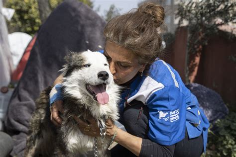 Un câine a fost salvat din ruine la 23 de zile după cutremurul din