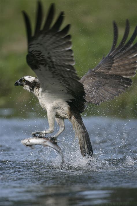 22 Incredible Photos Of The Sea Hawks