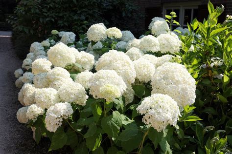 Beautiful Hydrangea Shrubs With White Flowers Outdoors Stock Photo