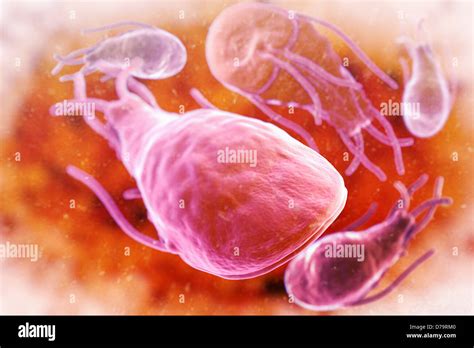 Giardia Lamblia Parasites Stock Photo Alamy