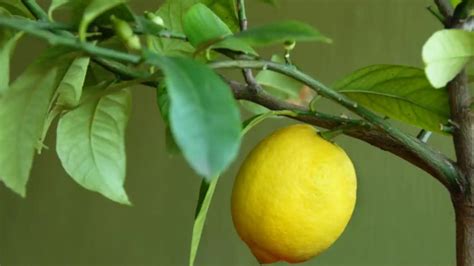 Por Qu Los Limones Se Caen Antes De Madurar Conoce Las Posibles