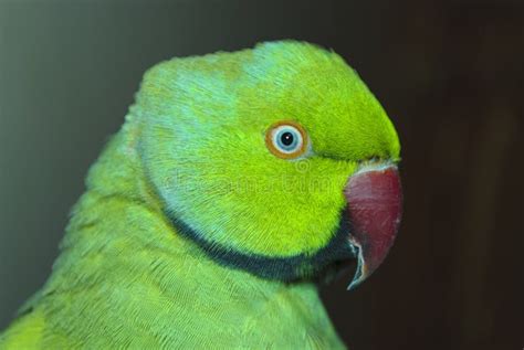 Parakeet Indio De Ringnecked Krameri Del Psittacula Foto De Archivo