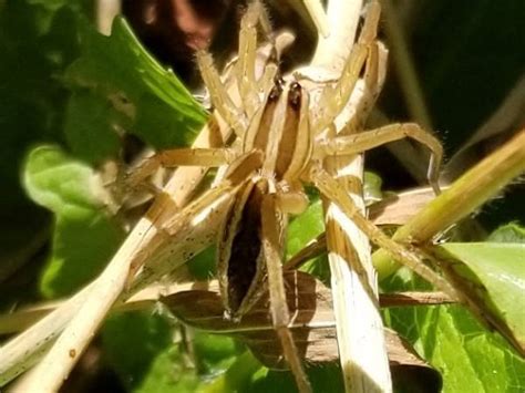 Georgia Spiders: Pictures and Spider Identification - Green Nature