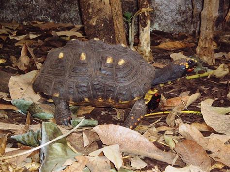 Tortuga Morrocoy Patas Rojas alimentación cuidados características