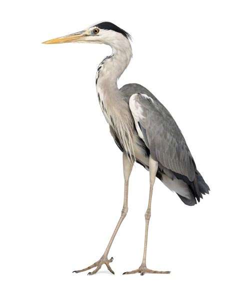 heron definition  meaning collins english dictionary