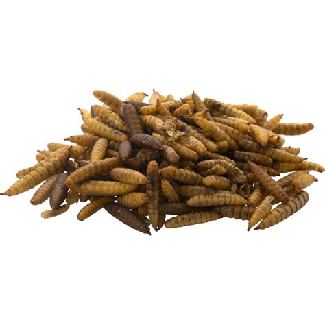 Bráněnka 1kg | Líhně-inkubátory.cz