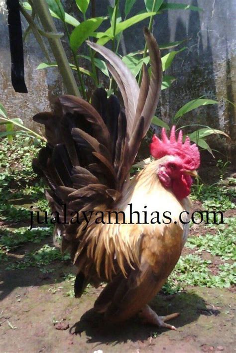 Ayam Serama Jual Ayam Hias