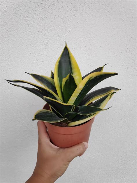 Sansevieria Hahnii Jade Dwarf Marginata Snake Plant Trifasciata