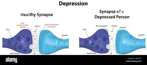 Depression Synapse Stock Vector Art And Illustration Vector Image